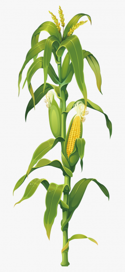 Corn Clipart Png - Corn Stalk Png #368680 - Free Cliparts on ...