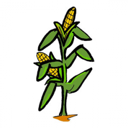 Corn Clipart | Free download best Corn Clipart on ClipArtMag.com