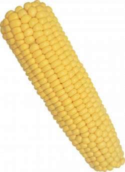 Corn Solo transparent PNG - StickPNG