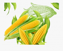 Corn On The Cob Popcorn Material Transprent - Different ...