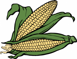 Corn Cartoon clipart - Food, Fruit, Vegetable, transparent ...