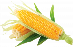Corn images download yellow corn clip art clipartcow - Clipartix