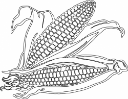 Corn Drawing Image at GetDrawings.com | Free for personal use Corn ...