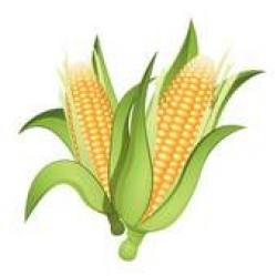 Ear corn Illustrations and Clipart. 365 ear corn royalty ...