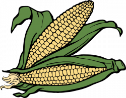 Free Ear Of Corn Clipart, Download Free Clip Art, Free Clip ...