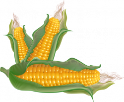 ear of corn clip art http | Clipart Panda - Free Clipart Images