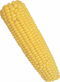 Corn One | Isolated Stock Photo by noBACKS.com