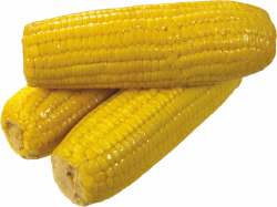 Corn Thirty-one | Isolated Stock Photo by noBACKS.com