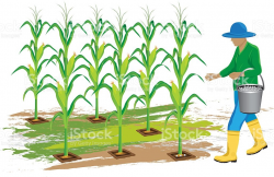 Corn Field Drawing | Free download best Corn Field Drawing ...