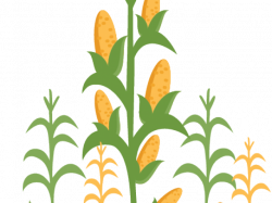 Corn field clip art clipart images gallery for free download ...