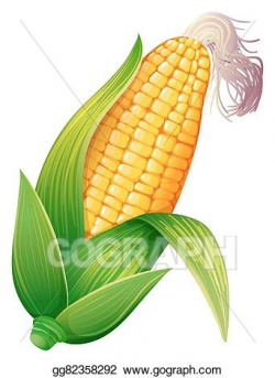 Vector Stock - Fresh corn on the cob. Clipart Illustration ...