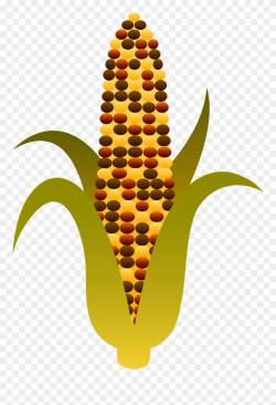 Indian Harvest Corn Maize - Indian Corn Clipart - Png ...