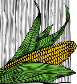 Clipart - Corn on the Cob - Colour