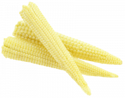 fresh baby corn png - Free PNG Images | TOPpng