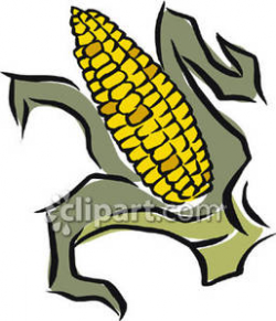 Peeled Ear of Corn - Royalty Free Clipart Picture