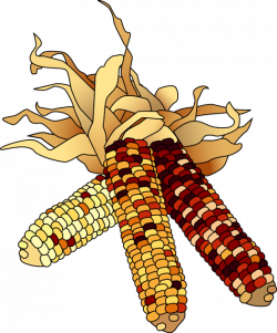 Maize Cliparts Free Download Clip Art - carwad.net