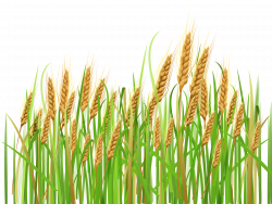 Wheat Cliparts - Cliparts Zone