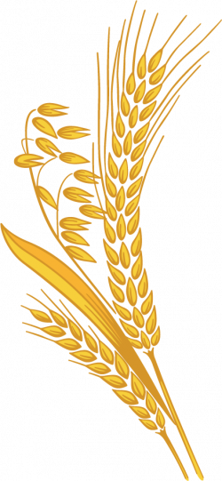 Grains clipart wheat harvest - Pencil and in color grains clipart ...