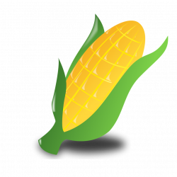 Corn | Free Stock Photo | Illustration of an ear of corn | # 14948