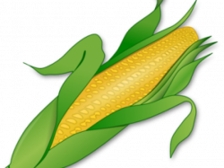 19 Corn clipart roasted corn HUGE FREEBIE! Download for PowerPoint ...