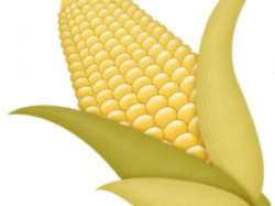19 Corn clipart roasted corn HUGE FREEBIE! Download for PowerPoint ...