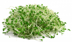 Organic food Broccoli sprouts Sprouting Vegetable - Alfalfa PNG ...