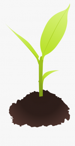 Seed Clipart Small Plant - Sprout Clipart #200056 - Free ...