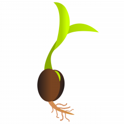 28+ Collection of Sprouting Seed Clipart | High quality, free ...