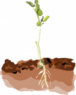 Clipart - Sprouting Pea