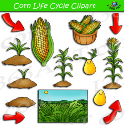 Corn Life Cycle Clipart Pack