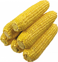 Corn PNG images download, yellow corn PNG