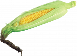 Corn Thirty | Isolated Stock Photo by noBACKS.com