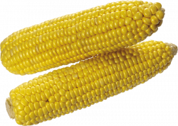 corn png - Free PNG Images | TOPpng