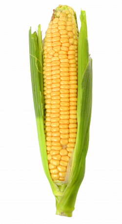 Corn PNG Image - PurePNG | Free transparent CC0 PNG Image Library