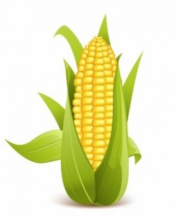 Corn clipart vegetable clip art 3 - WikiClipArt