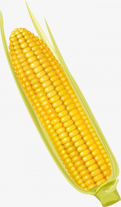 Yellow corn clipart » Clipart Portal
