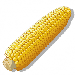 Corn clipart corn husk pencil and in color – Gclipart.com