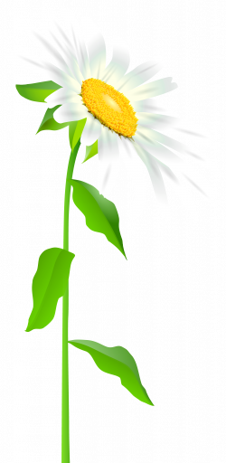 Daisy with Stem Transparent PNG Clip Art Image | Gallery ...