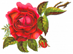 Antique Images: Digital Red Rose Free Flower Clip Art Download ...