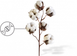 Cotton Plant Drawing at GetDrawings.com | Free for personal use ...