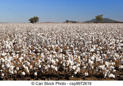 Cotton field clipart » Clipart Portal