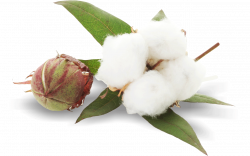 Cotton Plant PNG Image - PurePNG | Free transparent CC0 PNG Image ...