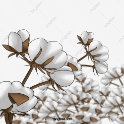 Cotton Plant, Plant Clipart, Cotton, Plant PNG Transparent ...
