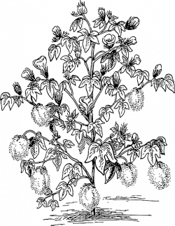 Free Image on Pixabay - Tree, Cotton, Plants | Pinterest | Outline ...