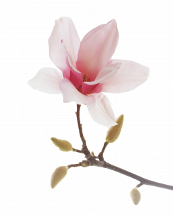 28893-magnolia | Spiritual | Pinterest | Magnolia and Flowers