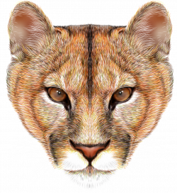 Mountain lion head background vector [преобразованный].png ...