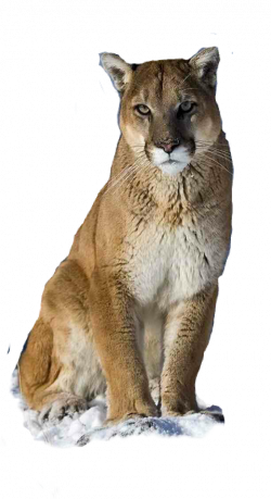 Popular and Trending cougar Stickers on PicsArt