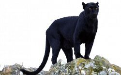 Black panther Jaguar Leopard Cougar - Panther 1024*640 transprent ...