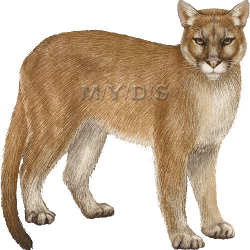 Cougar clipart picture photo and image - Clipartix