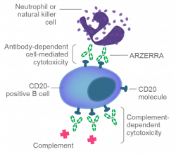 ARZERRA® (ofatumumab) Mechanism of Action | FA-Refractory CLL | HCP